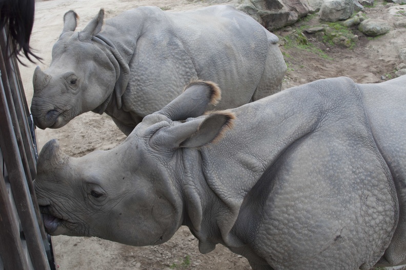 321-0541 Safari Park - Black Rhinos.jpg